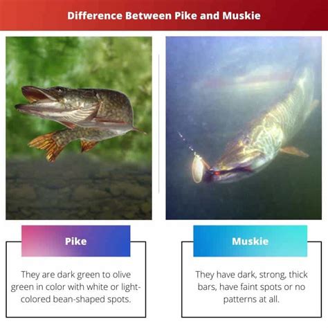 Pike vs Muskie: Difference and Comparison