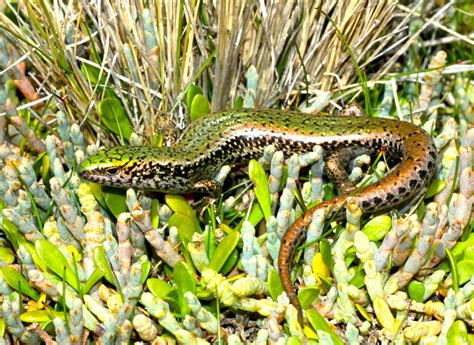 Green Skink on February 10, 2021 at 12:41 PM by Tony Jewell. Very few to be seen out here now so ...