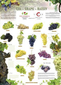 Typical German grape varieties | German wine, Grapes, Germany wine
