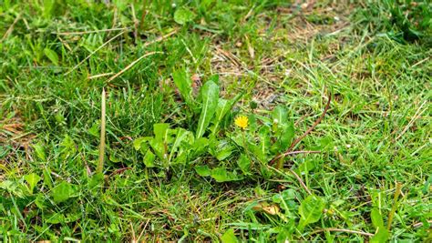 How to Control Invasive Weeds on Your Northeast Ohio Property