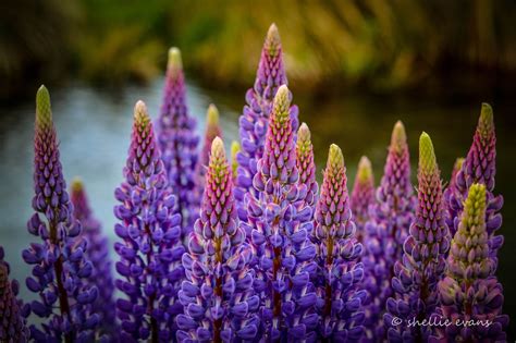 Two Go Tiki Touring: Lovely Lupins- MacKenzie Country