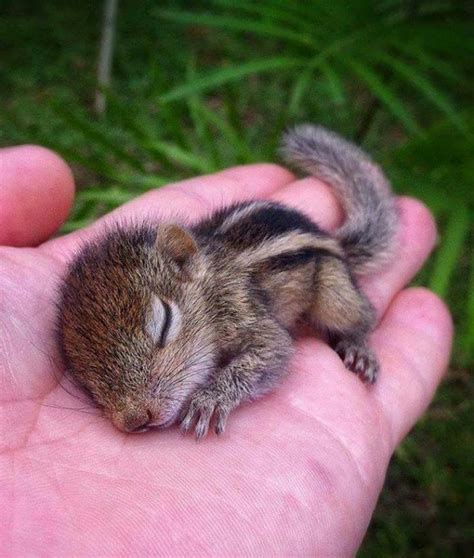 Pin by Anna Rpo on Natural&wonderful | Baby squirrel, Baby chipmunk ...