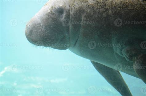 Manatee Swimming Underwater with Algae on His Back 9595706 Stock Photo ...