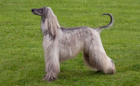 Afghan Hound | Information & Dog Breed Facts | Pets Feed