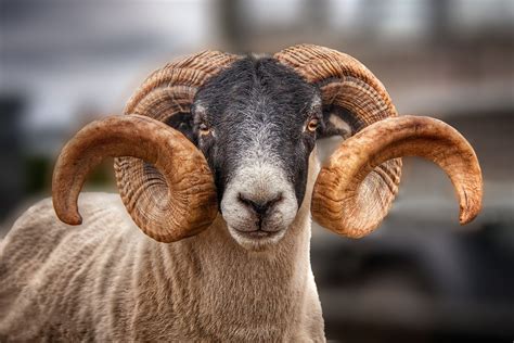 Horns+-+Sheep! | Dieren, Dieren schilderen, Schapen