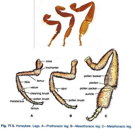 Physiology of a Honey Bee - Queens Contrivance Beekeeping