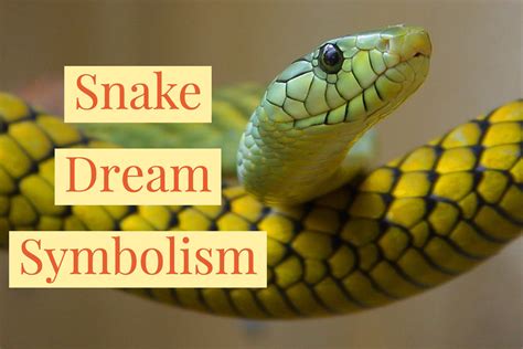 What Does It Mean When Snakes Are In Your Dream - DREASAM