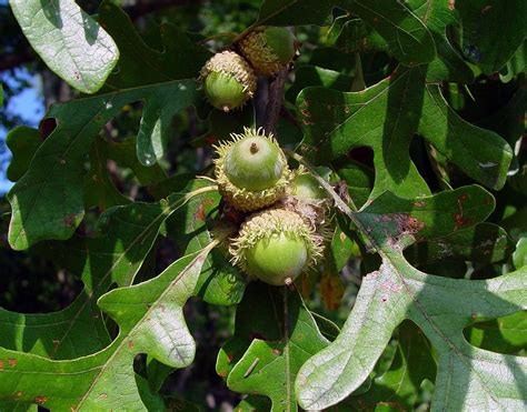 how to grow a burr oak tree from an acorn - Inveterate E-Journal Photo Exhibition