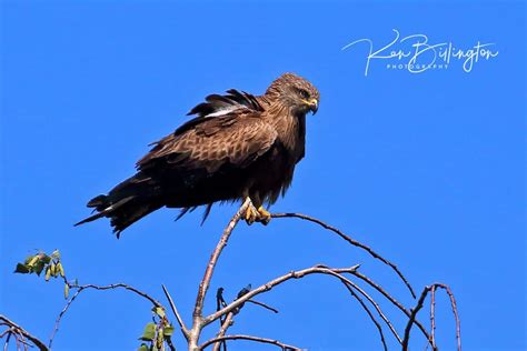 Black Kite | Focusing on Wildlife