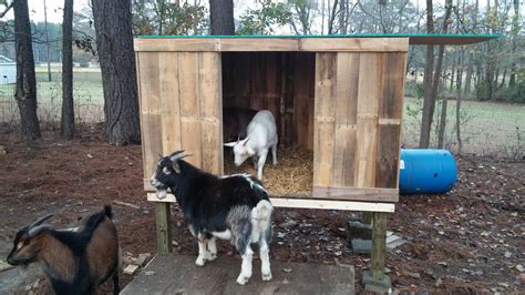 Building Our New Goat House - Forever & Always Homestead | Goat house ...