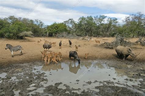 Waterhole, southern Africa - Stock Image - C009/6725 - Science Photo Library