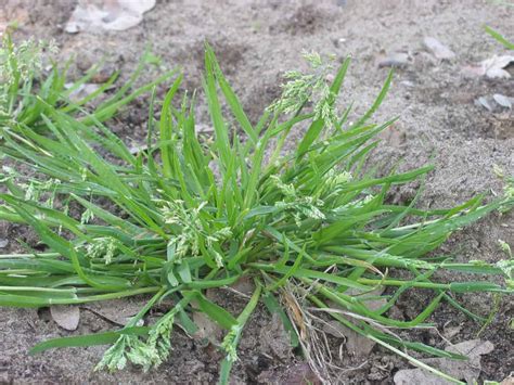 Poa / Wintergrass (Poa Annua) - Weed Identification - Lawn Addicts