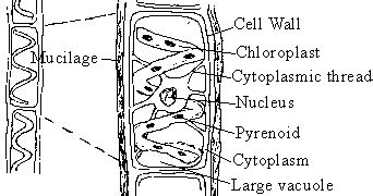 HSEB notes | Scalariform conjugation in Spirogyra - Plus two HSEB notes.