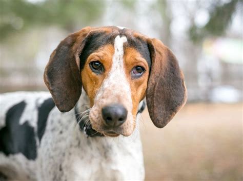 Treeing Walker Coonhound Breed Info, Pics, Traits, Facts | Hepper