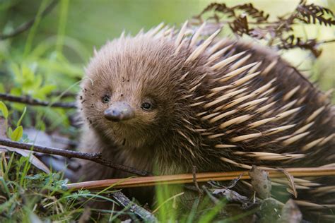 The short-beaked echidna is an Australian mammal that has no nipples, and lays eggs. : Awwducational