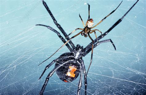 Female and Male Black Widow Spiders - Stock Image - Z430/0534 - Science Photo Library