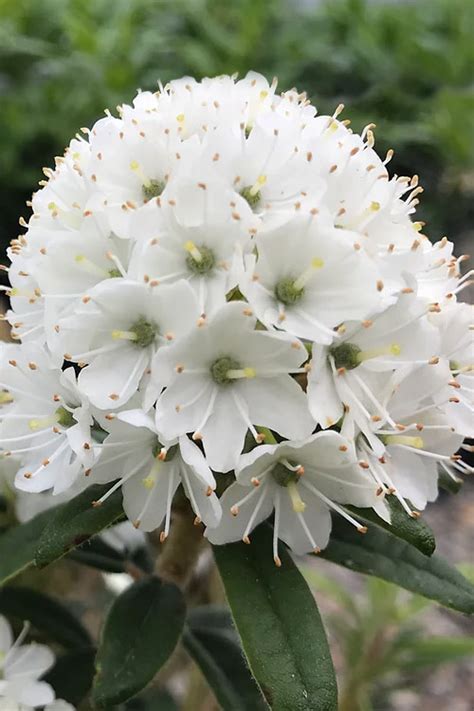 Buy Milky Way White Rhododendron | FREE SHIPPING | Wilson Bros Gardens ...