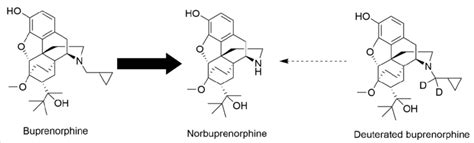 Norbuprenorphine formation. In humans, norbuprenorphine is the primary... | Download Scientific ...