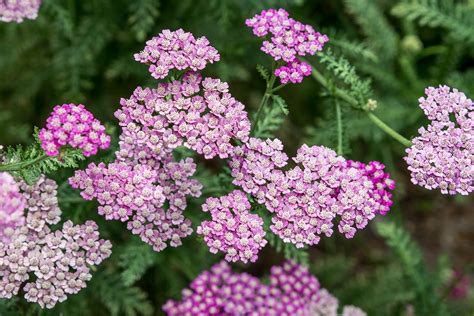 How to Grow and Care for Yarrow Plants