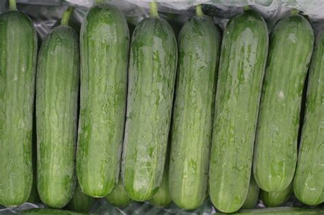 Persian Cucumber Information - LEARN