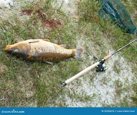 Big Carp Fished at the Lake Stock Photo - Image of lake, ground: 33336676