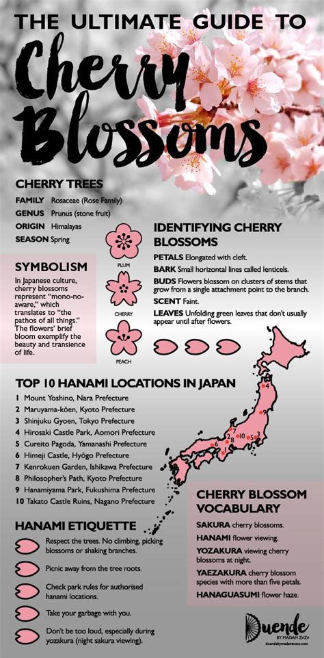 Cherry Blossoms Meaning & Symbolism - The Ultimate Guide | Wisata ...