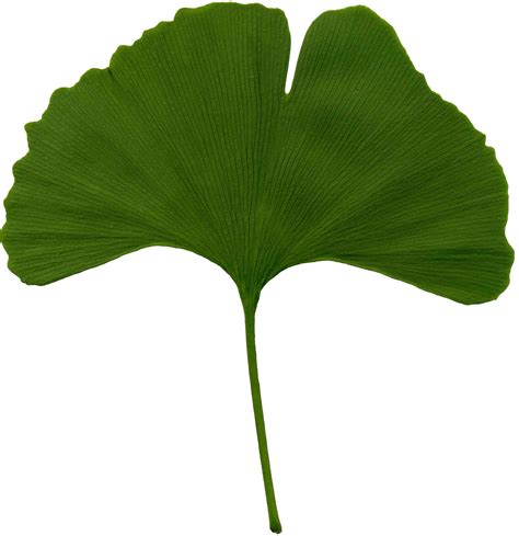 File:Ginkgo biloba scanned leaf.jpg - Wikimedia Commons