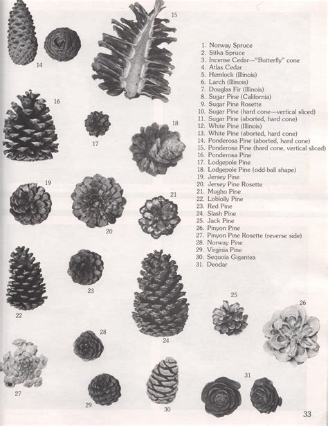 Things Your Grandmother Knew: Pine Cone Identification | Pine cones ...