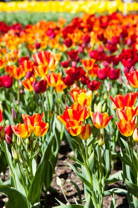 Tulips garden stock photo. Image of flower, park, beautiful - 32518276