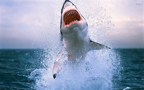 Where the Most Shark Attacks Happen in the USA: - SnowBrains