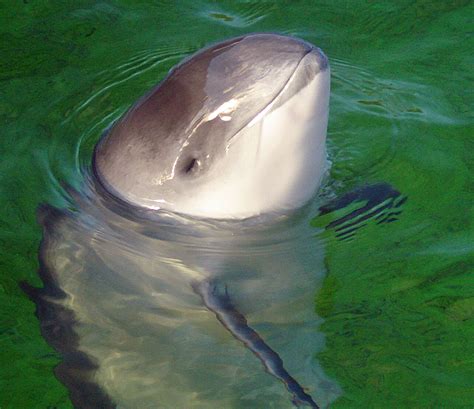 Harbour porpoise - Wikipedia