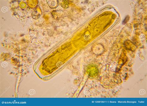 Pond Water Plankton And Algae At The Microscope. Diatoms Stock Photo ...