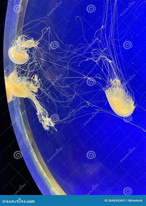 Vertical Shot of Some Jellyfish in a Clear Aquarium Stock Image - Image of clear, underwater ...