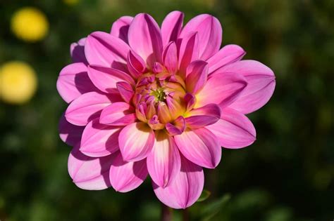 Dahlia Flower Meaning, Symbolism and Colours - MORFLORA