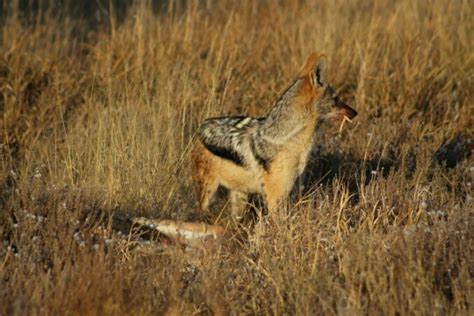 Watch: Kalahari jackals loot a caracal's kill | Predator vs Prey | Earth Touch News