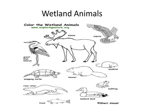 Wetland Animals Names