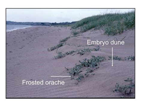 Biosphere : Sand Dune Succession | PPT