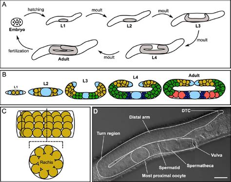 C. elegans germ line development and organization . (A) The C. elegans ...