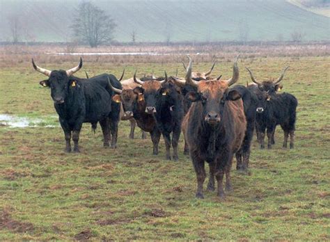 The Breeding-back Blog: Heck cattle - a bred-back aurochs, a total flop or just aurochs-like cattle?