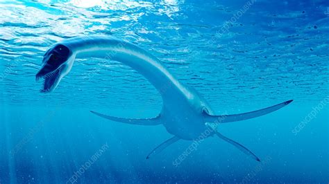 Illustration of a styxosaurus - Stock Image - F023/8371 - Science Photo Library