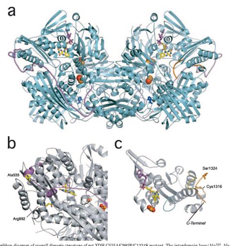 Figure 3 from Mechanism of the Conversion of Xanthine Dehydrogenase to Xanthine Oxidase ...