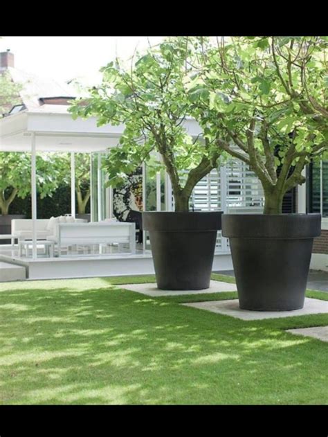 Pin by Carelle on Garden & Landscaping ideas | Outdoor gardens, Potted trees, Patio garden