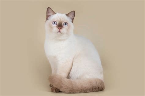 British Shorthair Breed Profile - Cat-World (2022)