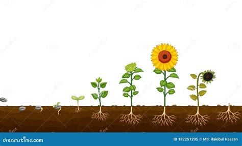 Sunflower Life Cycle. Growth Stages From Seed To Flowering And Fruit ...