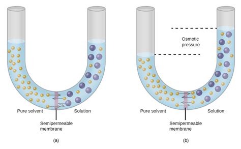 Phase diagram for an aqueous solution of a nonelectrolyte By OpenStax (Page 6/30) | Jobilize