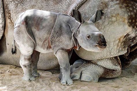 One Horned Rhino Born at Zoo Miami, Photos