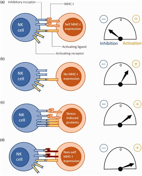 Human NK cells: From development to effector functions - Arosh Shavinda ...