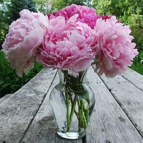 Vase Of Peonies Pictures, Photos, and Images for Facebook, Tumblr ...