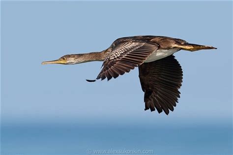 Bird photography tips | Bird photography, Diy photo projects, Photography tips