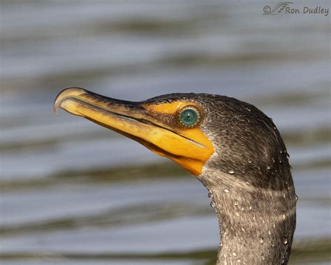 Cormorant Eyes – Feathered Photography